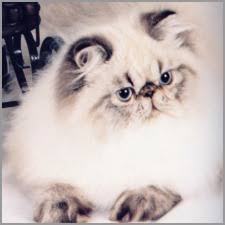 Himalayan Cats Online Com Himalayan Colors Article