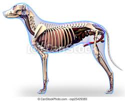 This image added by admin. Dog Internal Organs Anatomy Anatomy Of A Male Dog Internal Organs Canstock
