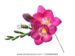 Find Beautiful Freesia Flower On White Background Stock Images In Hd And Millions Of Other Royalty Free St Purple Flowers Garden Freesia Flowers Purple Flowers