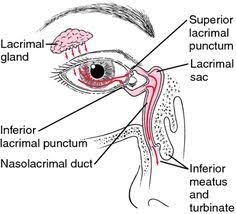 Lacrimal Apparatus Definition Of Lacrimal Apparatus By Medical Dictionary Diagram Of The Eye Anatomy Anatomy Reference