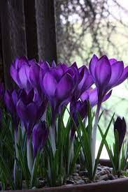 Planting spring blooming bulbs in the fall to ensure an end to the winter blues. Pin By Evangelina Leta On Beautiful Images Beautiful Flowers Purple Flowers Perennial Bulbs