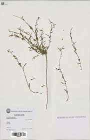 Image result for Polygala erioptera