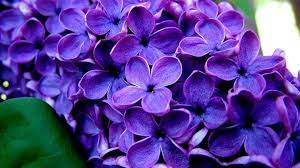 Last active aug 15, 2020. Fiori Viola Nomi Significato Fiori Nomi Dei Fiori Viola