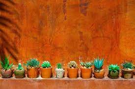 Is cactus good for hair? Cactus For Hair 7 Incredible Benefits And How To Use Loved By Curls