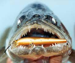 Walleye Walleye Fishing Fish Walleye Fishing Tips