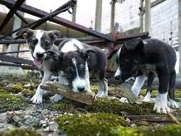 Chernobyl disaster, accident at the chernobyl nuclear power station in the soviet union in 1986, the worst disaster in nuclear power generation history. After The Chernobyl Nuclear Disaster Animals Thrive Without Humans