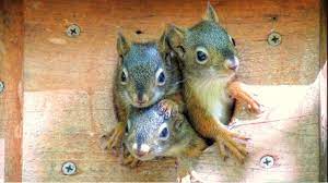 Happy National Squirrel Appreciation Day January 21 Squirrel Appreciation Day Squirrel Baby Squirrel