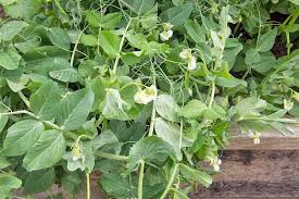 Maybe you would like to learn more about one of these? Learn How To Plant And Grow Peas At Home Gardener S Path