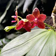 Image result for Chloris mossambicensis