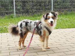 Wir kennen uns aus mit australian shepherd hunden! Australian Shepherd Aussie In Not Beitrage Facebook