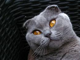 The scottish fold cat breed has small ears that are folded forward. Scottish Fold Breed Cat Kitten Free Photo On Pixabay