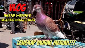 Apa perbedaan burung merpati dan burung dara? Main Ke Pasar Burung Merpati Grabag Magelang Youtube