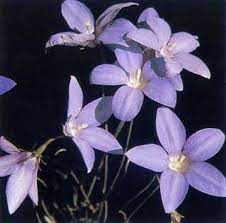 Wahlenbergia stricta australian bluebell 1000+ seeds. Tall Bluebell Wt Landcare Flora Index