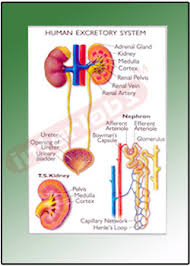 Human Excretor System Educational Charts Manufacturer