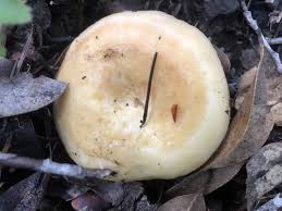 Image result for Lactarius mutabilis