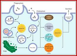 We did not find results for: Lysosomes