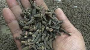 Let's learn name of spices in marathi and english as below, cinnamon, cardamom, turmeric, mango powder, asafoetida, chilly Maratti Moggu Kapok Buds Youtube