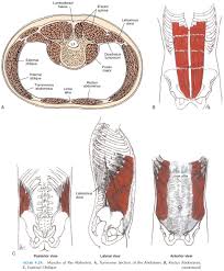 When muscles are named for the movement they produce, one can find action words in their name. The Axial Musculature Origin And Insertion Of Muscles