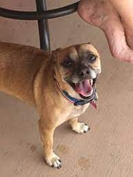 Where can i adopt a dog or cat? Adopt A Pet Petsmart Charities