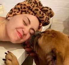 Súper mascotera: Miley Cyrus rescató a una bulldog