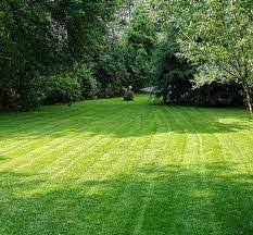 Lawn Care Advice For Healthy Green Grass Winter Lawn Winter Lawn Care Green Lawn Care