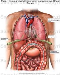 This page provides an overview of the chest muscle group. Chest Anatomy Male Anatomy Drawing Diagram