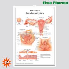 3d Medical Human Anatomy Wall Charts Poster The Female Reproductive System Buy 3d Chart Human Anatomy Wall Poster The Female Reproductive System