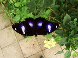 One source even suggests that the narrow little black spot on the upper wing resembles a closed or sleepy eye. Beautiful Blue And White Spots On Jet Black Background Picture Of Wye Valley Butterfly Zoo Ross On Wye Tripadvisor
