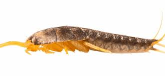 A professional service, such as the one we offer here at pest defence, will ensure that 100% of the problem is tackled; Keep In Mind That Silverfish Seek Several Things Water Food And Shelter Which They Normally Find In Dark Damp Spaces The B Silverfish Life Cycles Terminix