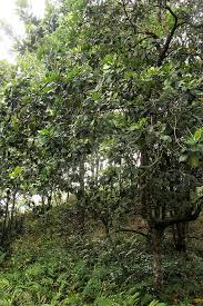 Image result for Uapaca sansibarica