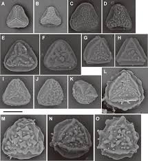 Image result for Pteris friesii
