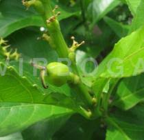 Image result for Excoecaria bussei