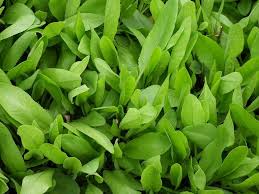 Plante qui repousse les mouche et moustique. Plante Anti Mouche La Liste Des 20 Plantes Les Plus Efficaces