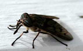Top 10 Des Insectes A La Vie La Plus Courte