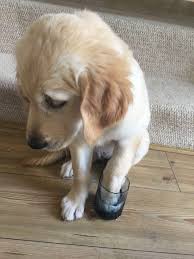 Your dog might yelp or whine when the wasp has stunged him/her. Our Goldie Rosie Stepped On A Wasp Aww