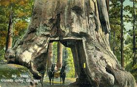 How long do olive trees. Largest Trees In The World Arethe Largest Trees In The World Big Tree Tree Beautiful Tree