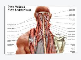 It's time to learn about the last two back muscles, the trapezius and rhomboideus. Human Anatomy Showing Deep Muscles In The N Stocktrek Images Icanvas