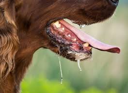 Image result for images of filthy drooling dogs