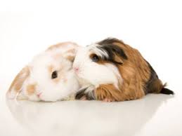 Kostenlose ausmalbilder kaninchen kaninchen sind susse pelzige kreaturen die man oft in. Wissen Uber Haustiere Meine Zwergkaninchen Und Meerschweinchen Sind Stubenhocker