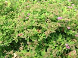 Many customers are looking for contrast in their landscape and these. Bright Green Leafy Shrub With Petite Purple Flower