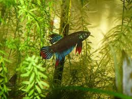 Betta Imbellis Male