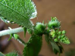 Image result for Tragia furialis