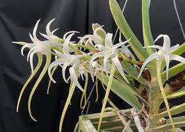 Image result for Cyrtorchis neglecta