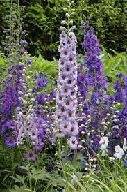 Care Delphinium Flowers Growing Long Blooming Perennials Low Maintenance Perennials Perennials Pere In 2020 Delphinium Plant Delphinium Flowers Best Perennials