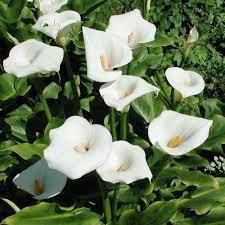 Calla Lily Bulbs Aethiopica Spring Bulbs Eden Brothers Calla Lily Bulbs Lily Plants Zantedeschia