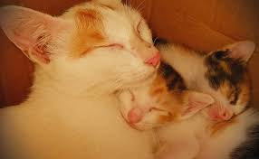 Artinya, kucing tidak mengeong satu sama lain, hanya pada manusia, dan mengeong adalah perilaku. 8 Cara Agar Induk Kucing Tidak Memindahkan Anaknya Arenahewan Com