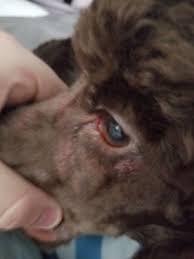 24 aussie pet mobile reviews. Aussie Pet Mobile Cleveland West Side Westlake Oh Pet Grooming Mapquest