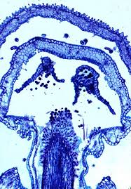 Image result for Striga chrysantha