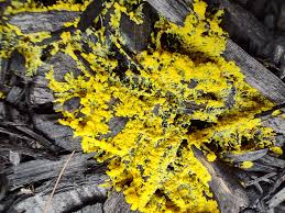 Image result for Psilotrichum schimperi