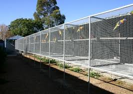 Bird Aviary For Sale Gauteng Utopia Birds Breeder Of Amazons Black Headed Caiques African Greys Macaws Specialising In Well Socialised Parro Bird Aviary Large Bird Cages Birds For Sale